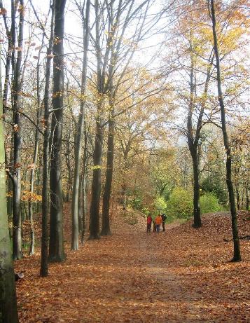 Im Aaper Wald