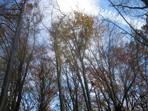 Herbststimmung im Aaper Wald