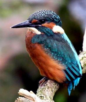 Eisvogel