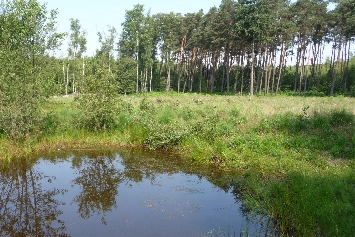 In der Ohligser Heide