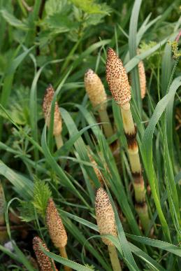 Bl�tenst�nde des Riesenschachtelhalms