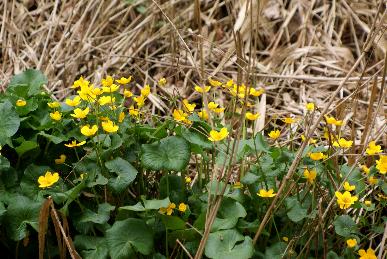 Sumpfdotterblumen