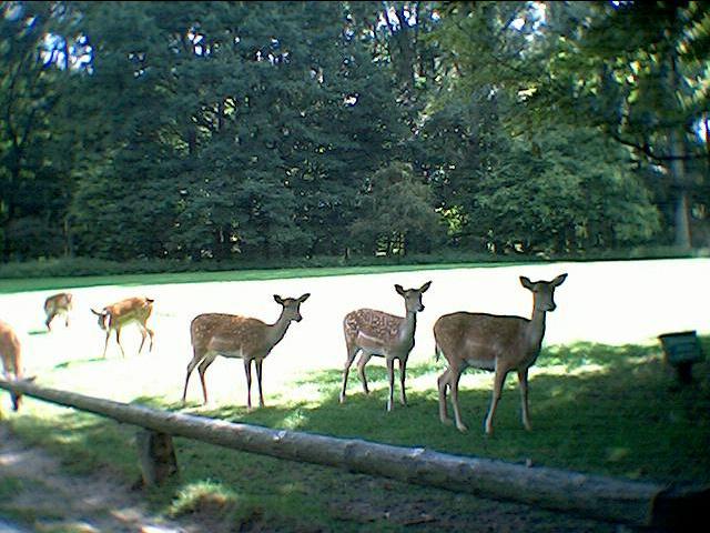 Rehe im Wildpark