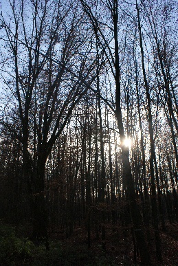 Sp�therbst im Hasseler Forst