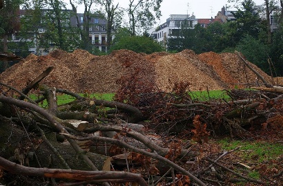 Sch�den im Hofgarten durch den Sturm Ela