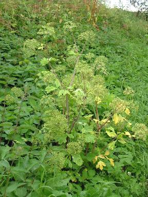 Eine seltene Heilpflanze ist die Engelwurz
