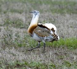 Die Grosstrappe - in Deutschland mittlerweile selten geworden