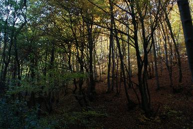 W�lder gibt es immer reichlicher ...