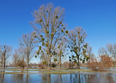 Urdenbacher K�mpe: Hier hat das Hochwaser Platz - Bild Birgit G�tz