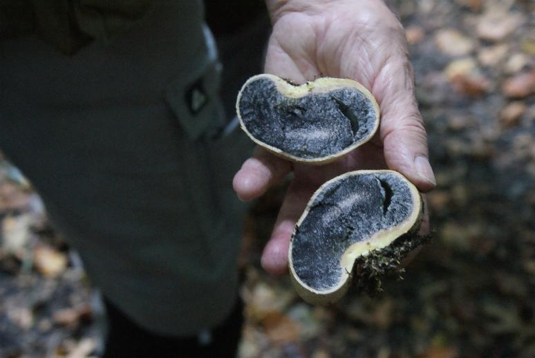 Aufgeschnittener Kartoffelbovist