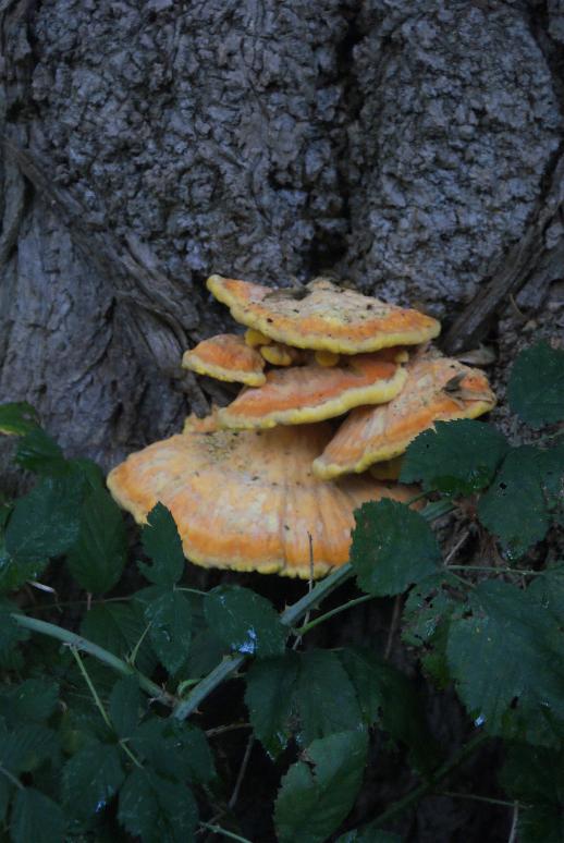 Birkenporling - schon zu �tzis Zeiten bekannt