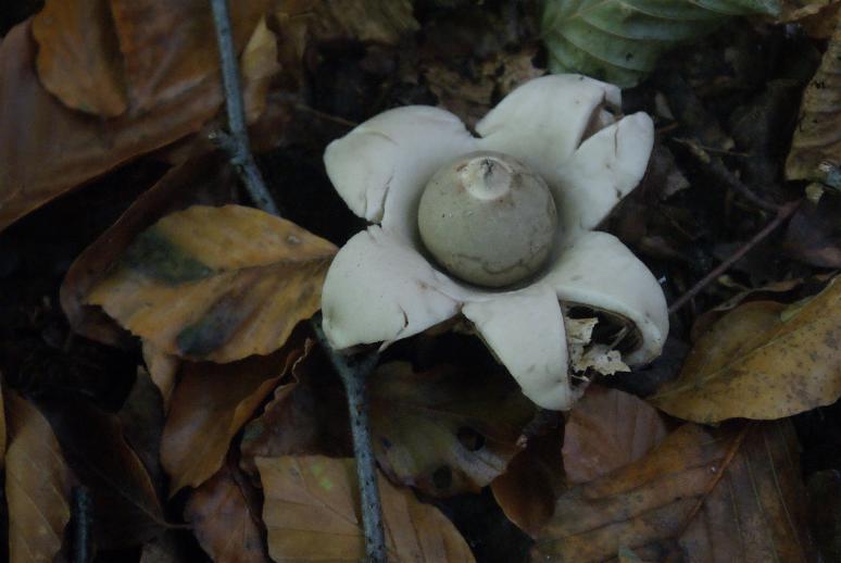 Gewimperter Erdstern