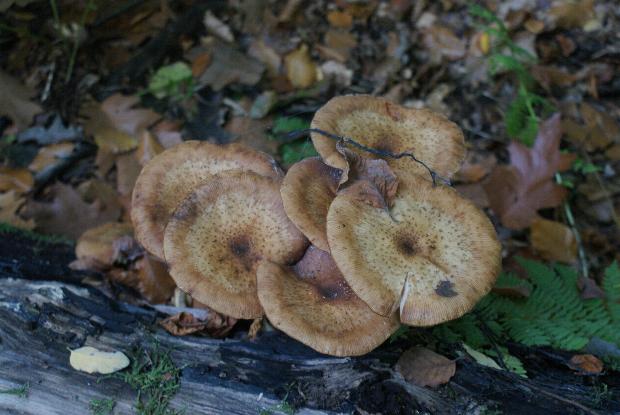 Jede Menge Hallimasch...