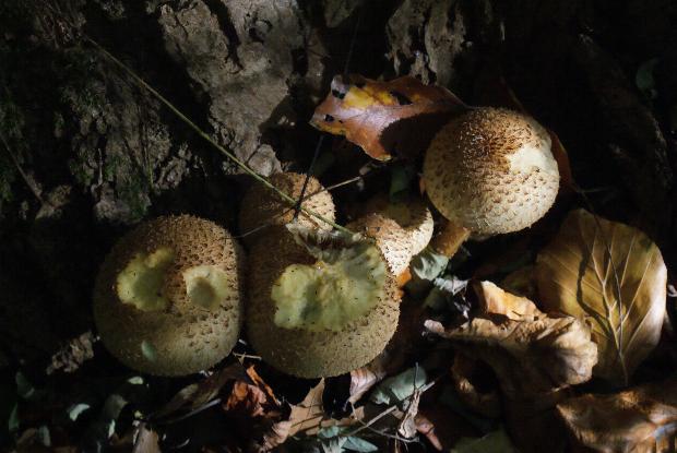 Sparriger Sch�ppling