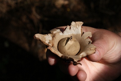 Der Erdstern - ein besonderer Pilz