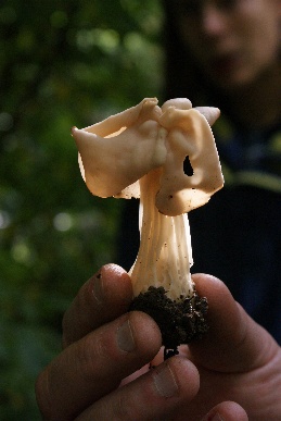 Herbstlorchel im Gegenlicht