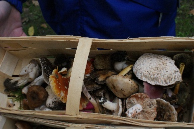 Reiche Ausbeute einer Exkursion