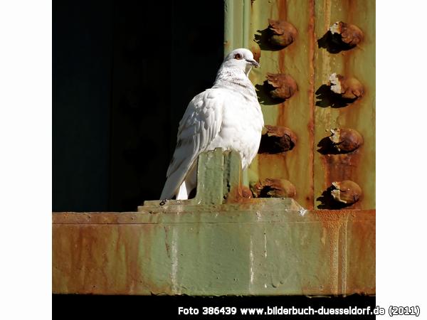 Susanne Behr: "Zaung�ste"