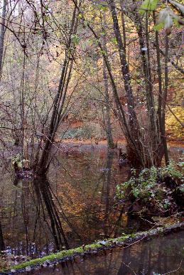 Dieser Teich speist den Pillebach