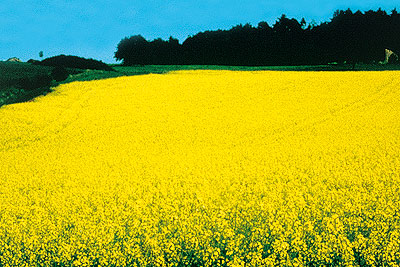 Rapsfelder, so weit das Auge reicht: Monokultur f�r Biosprit
