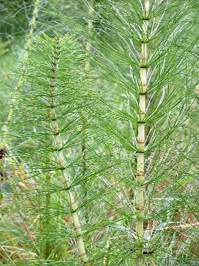 �ber einen Meter hoch wird der Riesenschachtelhalm