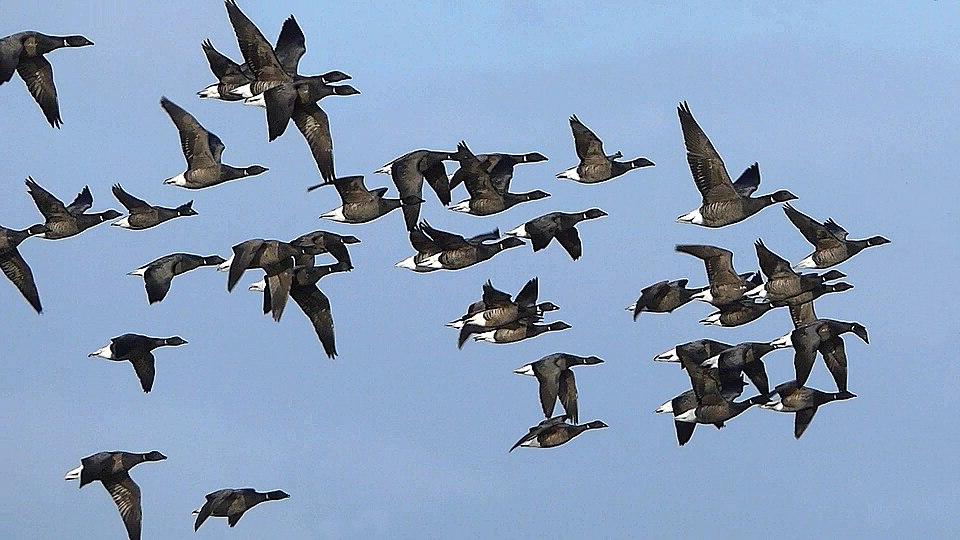 Ringelgaense im Flug, Bild: Dominique Armange �ber Wikimedia Commons