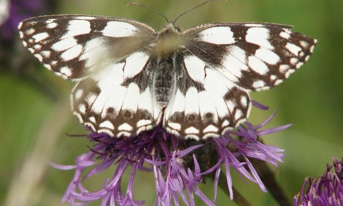 Das Schachbrett - in D�sseldorf kaum mehr zu sehen