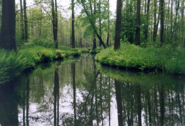 Spreewald-Idyll