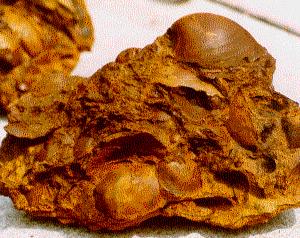 Noch ein Sandstein mit Fossilien