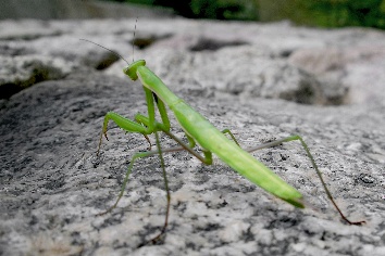 Eine Gottesanbeterin in Meran, 6 Zentimeter und