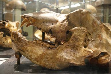 Kopf eines H�hlenb�ren aus der �gerh�hle bei Hohenlimburg