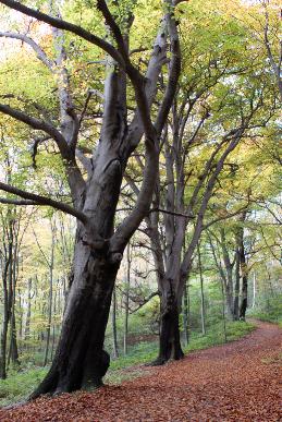 Diese beiden Buchen pflanzte noch Maximilian Weyhe