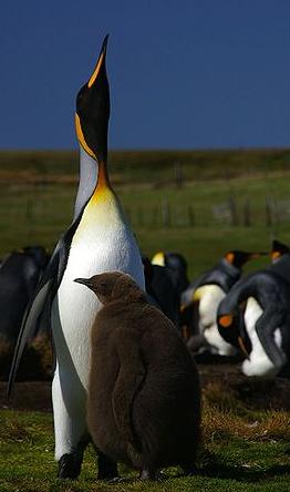 K�nigspinguin mit Jungem