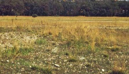 ... offene Fl�chen werden daf�r seltener.